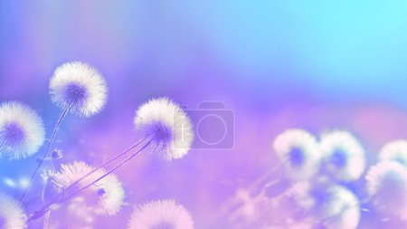 Blurred natural background. Delicate natural background in bright colors. Fluffy flowers, copy space. Abstract blurred background. Spring, summer. Subtle artistic image