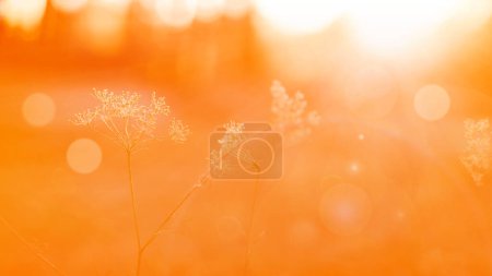 Photo for Blurred autumn background  Apricot Crush . Abstract natural background with bokeh and sun flares. Beautiful delicate soft - Royalty Free Image
