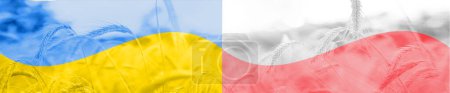 Téléchargez les photos : Champ de blé et drapeaux de l'Ukraine et de la Pologne. Espace de copie.Format large. - en image libre de droit