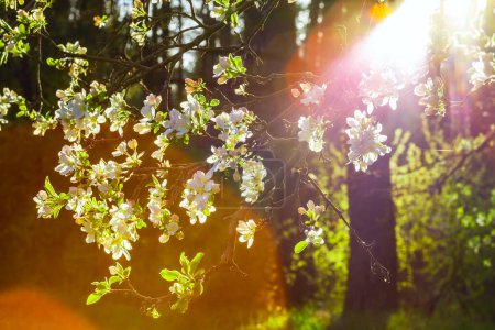 Spring blooming tree in the sun. Spring blossom background. Beautiful nature with blossoming tree and solar flare.