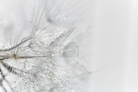 Foto de Delicado fondo gris macro de semillas de diente de león en gotas de rocío. - Imagen libre de derechos