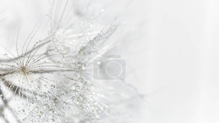 Foto de Delicado fondo gris macro de semillas de diente de león en gotas de rocío. - Imagen libre de derechos