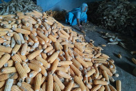 Foto de 10-10-2021 Indore, M.P. India, Trabajadoras rurales pelando maíz. pila de maíz seco maduro y maíz abollado, un color naranja - Imagen libre de derechos