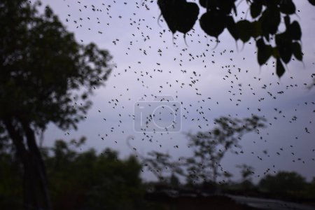Téléchargez les photos : Abeilles volantes, fond nuageux, essaim d'abeilles dans la soirée - en image libre de droit