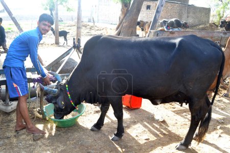 Téléchargez les photos : 12-05-2021 Indore, député L'Inde. Jeune agriculteur indien donnant de l'herbe à une vache noire, scène rurale indienne - en image libre de droit