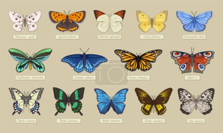 Illustration for Set of butterflies. Vintage insects with inscriptions. Collection of multicolored animals with wings. Botany, biology and zoology. Retro classic design elements. Cartoon flat vector illustrations - Royalty Free Image