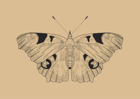 Ilustración de Concepto mariposa de línea. Pebomoia glaucippe, insecto con alas. Elemento vintage clásico para álbum de recortes, boceto para tatuaje. Plantilla, diseño y maqueta. Dibujos animados ilustración vector plano - Imagen libre de derechos