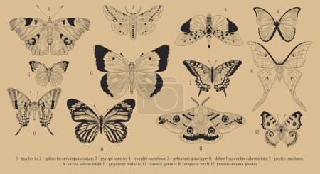 Illustration for Set of line butterflies. Collection of insects with captions, educational material. Emperor moth, papilio machaon and actias selene. Cartoon flat vector illustrations isolated on beige background - Royalty Free Image
