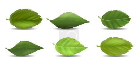 Illustration for Eco leaves green set. Foliage and plants in garden. Nature, ecology and environment. Collection of stylish logos. Natural and organic. Cartoon flat vector illustrations isolated on white background - Royalty Free Image