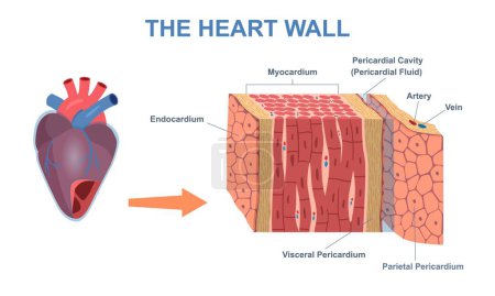 Illustration for Wall heart structure. Human organ anatomy diagram. Medical cardiology with internal membrane and visceral or parietal pericardium. Flat vector infographics with veins, arteries and myocardium - Royalty Free Image