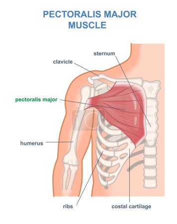 Illustration for Pectoralis major muscle diagram. Anatomy of human chest with musculature in ribs area. Educational labeled infographic with medical skeletal system and sternum. Cartoon flat vector illustration - Royalty Free Image