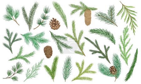 Set of Christmas tree branches. Evergreen pine growths with cones, cedar and coniferous twigs. Winter elements for New Year decorations. Cartoon flat vector collection isolated on white background
