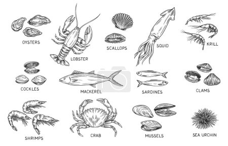 Seafood sketch set. Outline vintage ocean fish and mackerel, crab and lobster, shrimp and krill, sea urchin and clams, squid and oysters. Hand drawn vector collection isolated on white background