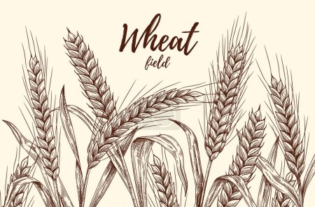 Illustration for Banner with sketch wheat. Poster with outline plants and grains for bakery and flour making. Harvest, farm and agriculture. Engraving with spikelets and template text. Linear flat vector illustration - Royalty Free Image