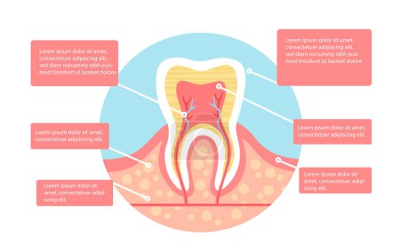 Illustration for Tooth structure concept. Anatomy and biology. Medical educational materials and infographics. Dental health and oral hygiene. Cartoon flat vector illustration isolated on white background - Royalty Free Image