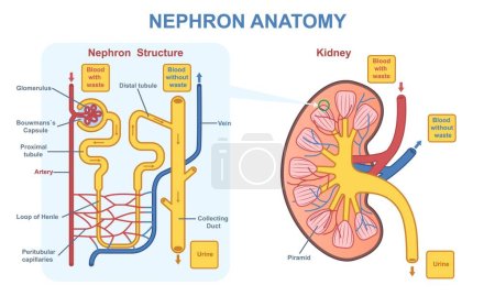 Kidney nephron anatomy. Medical diagram with structure of internal organs, tissues and cells. Functional unit of kidney and excretory system. Cartoon flat vector illustration isolated on background