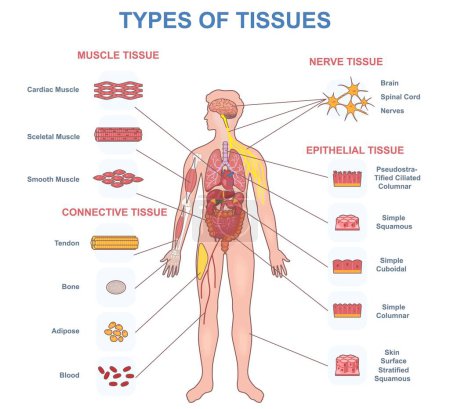 Illustration for Types of tissues. Medical infographics with anatomical structure and organ of human body. Nervous, epithelial, connective and muscle fiber part. Cartoon flat vector illustration isolated on background - Royalty Free Image