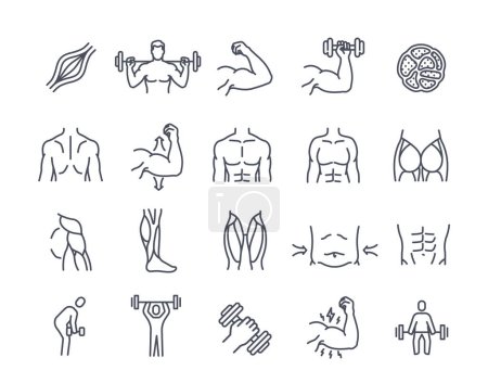 Illustration for Set of muscles line icons. Human body parts, muscle tissue, biceps, quadriceps, deltoid and calf. Bodybuilding, workout and exercises. Outline simple vector collection isolated on white background - Royalty Free Image