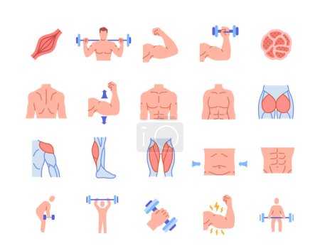 Illustration for Set of muscles color icons. Bright sign with athletes at workout. Gluteus, biceps, quadriceps, abs and latissimus dorsi. Training and sport. Cartoon flat vector collection isolated on white background - Royalty Free Image