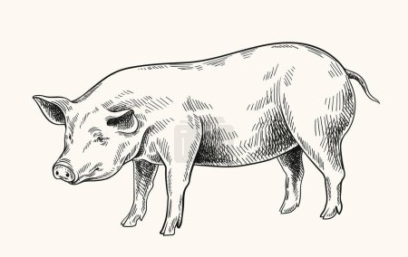 Schweine lineare Zeichnung. Minimalistische Kreativität und Kunst, Bleistiftskizze. Rinder vom Bauernhof, Haustiere. Plakat oder Banner. Handgezeichnete flache Vektordarstellung isoliert auf weißem Hintergrund