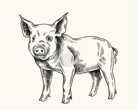 Schweine lineare Zeichnung. Minimalistische Kreativität und Kunst, Bleistiftskizze. Rinder vom Bauernhof, Haustiere. Entzückendes Ferkel. Handgezeichnete flache Vektordarstellung isoliert auf weißem Hintergrund