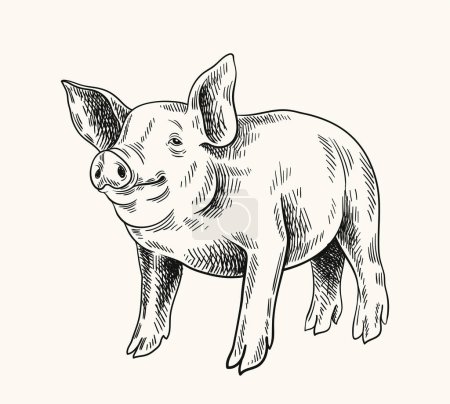 Schweine lineare Zeichnung. Minimalistische Kreativität und Kunst, Bleistiftskizze. Rinder vom Bauernhof, Haustiere. Niedliches Schweinchen. Handgezeichnete flache Vektordarstellung isoliert auf weißem Hintergrund