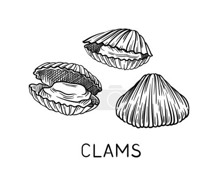 Illustration for Drawing sea fauna linear. Clams with inscription. Educational material. Minimalistic creativity and art. Underwater dweller. Outline flat vector illustration isolated on white background - Royalty Free Image