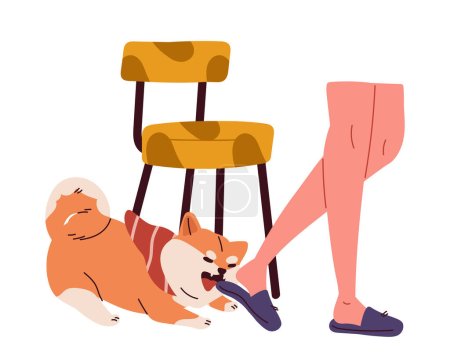 Illustration for Naughty dog scene. Angry puppy bite leg of owner. Funny domestic animal. Pet with mess and chaos. Poster or banner. Cartoon flat vector illustration isolated on white background - Royalty Free Image