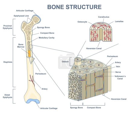 La ilustración presenta una sección transversal ósea con un contorno aislado de estructura anatómica detallada. Representación médica educativa etiquetada con epífisis distal, proximal, vista del osteón. Ilustración vectorial