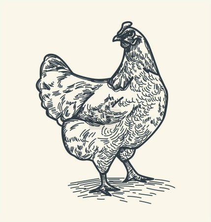 Quaint pencil sketch with domestic chicken, capturing simplicity and charm of backyard farming. Touch of rustic appeal, perfect for designs seeking farm-fresh and natural ambiance. Vector Illustration