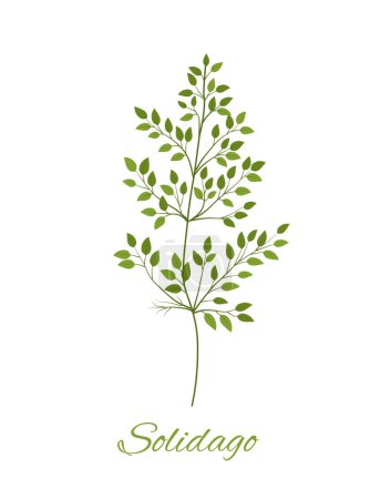 Illustration for Wildflowers with text. Flower with inscription solidago. Wildlife flora and herbs. Bloom and blossom plant spring season. Cartoon flat vector illustration isolated on white background - Royalty Free Image