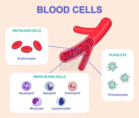 Schéma avec cellules sanguines. Différents types de globules blancs et rouges et de plaquettes. Érythrocytes, thrombocytes et leucocytes. Infographie de l'éducation médicale. Illustration vectorielle plate de bande dessinée