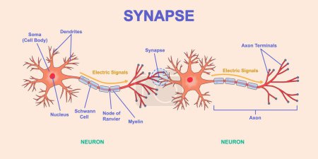 Neural connection diagram. Structure of neuron with axon, dendrites and soma. Transmission of nerve impulse or electrical signal across synapse. Medical infographics. Cartoon flat vector illustration