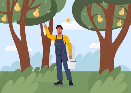Farmer pick up pears. Man in uniform harvesting yellow fruits. Farming and agriculture. Natural and organic products with vitamins. Rural village occupation. Cartoon flat vector illustration