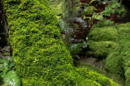 Téléchargez les photos : La mousse et les plantes de type fougère prolifèrent poussent couvert souche le sol de la forêt dans le jardin. - en image libre de droit