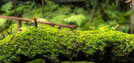 Téléchargez les photos : La mousse et les plantes de type fougère prolifèrent poussent couvert souche le sol de la forêt dans le jardin. - en image libre de droit