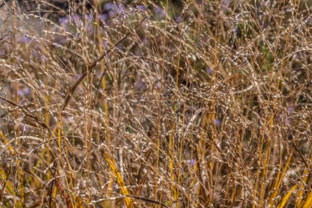 Téléchargez les photos : Dans un champ de haute herbe morte séchée fin de saison dorée avec de petites têtes de graines en gros plan pour les milieux, les textures et le papier peint - en image libre de droit
