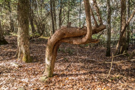 Téléchargez les photos : Un seul arbre avec deux troncs tordus vers le haut ensemble dans les bois entourés par les feuilles tombées de l'automne - en image libre de droit