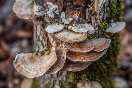 Photo for Colorful turkey tail or also know as Trametes versicolor fungus growing in shelves on a tree stump with multicolor bans and a white underside closeup view - Royalty Free Image