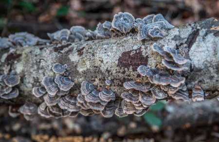 Photo for Colorful mushroom growth on a fallen tree limb common name turkey tail fungus in a forest closeup view - Royalty Free Image