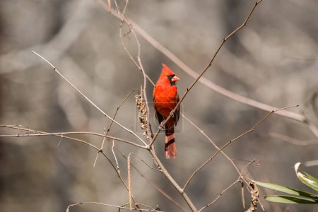 Téléchargez les photos : Un oiseau cardinal mâle en plumage perché sur une branche mise en valeur par la lumière du soleil à la fin de l'hiver - en image libre de droit