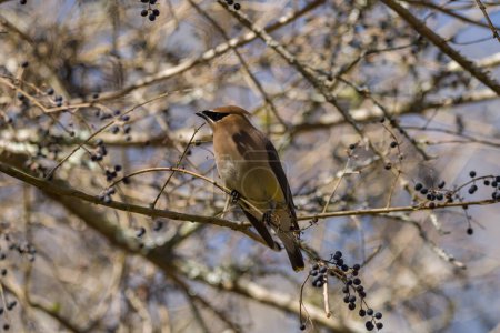 Photo for A cedar waxwing bird perched on a branch full of berries posing profile view closeup on a sunny day in late winter - Royalty Free Image