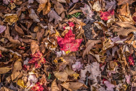 Téléchargez les photos : Quelques feuilles éparses rouge vif tombées sur le sol de la forêt avec le soleil mettant en évidence vue rapprochée en automne - en image libre de droit