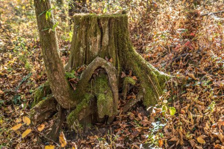 Photo for Partial view of a tree growing out of a tree trunk covered with moss and surrounded by fallen leaves in a forest in autumn - Royalty Free Image
