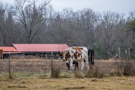 Téléchargez les photos : Une grande vache avec des cornes debout à la clôture regardant avec une autre vache à côté dans un champ de ferme vue rapprochée en hiver - en image libre de droit