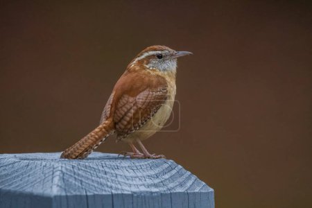Photo for A beautiful carolina wren bird standing still on a wooden post closeup view in late winter - Royalty Free Image