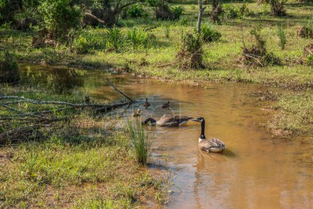 Téléchargez les photos : Oies et bernaches canadiennes mâles et femelles nageant dans les terres humides en famille par une belle journée ensoleillée au printemps - en image libre de droit