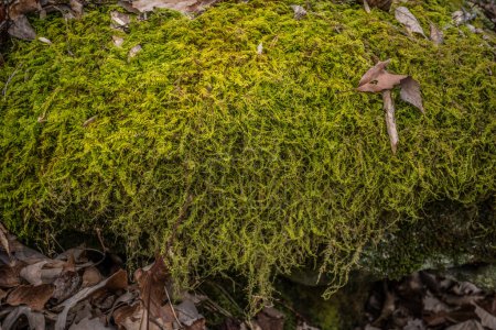 Foto de Grosor musgo verde exuberante que crece en una roca que cuelga en capas con largas hebras que brillan por la luz del sol en el bosque - Imagen libre de derechos
