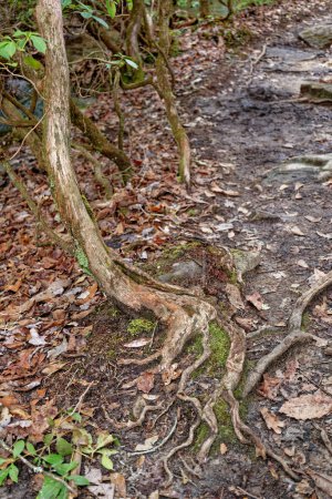 Téléchargez les photos : A small tree with exposed twisted roots on the trail spreading downward surrounded by fallen leaves in the forest in late wintertime - en image libre de droit