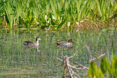 Téléchargez les photos : A pair of green-winged teal ducks male and female swimming together between the aquatic plants in the wetlands at a wildlife refuge on a bright sunny day in springtime - en image libre de droit